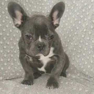 Французский бульдог, девочка. | image 4