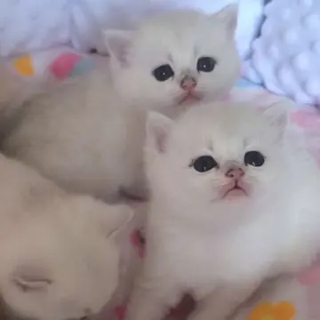 Шотландские котята | image 2