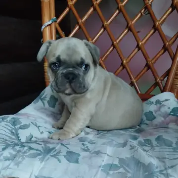 Милые щенки французский бульдог. | image 5