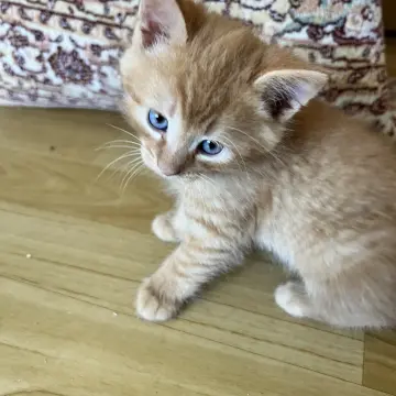 Малыши ищут дом | image 2