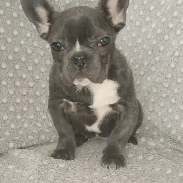 Французский бульдог, девочка.