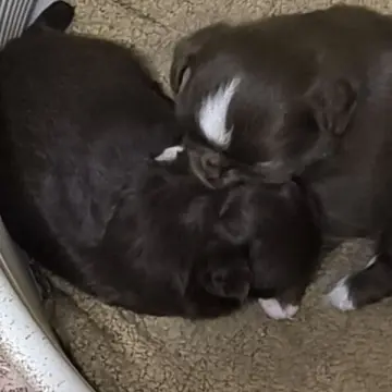 Очаровательные щенки чихуахуа | image 4