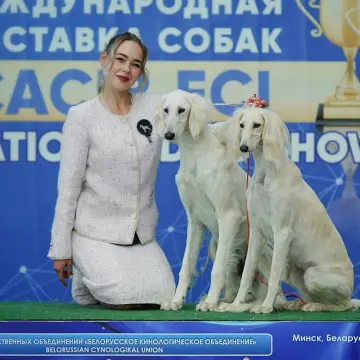 Щенок салюки  | image 5