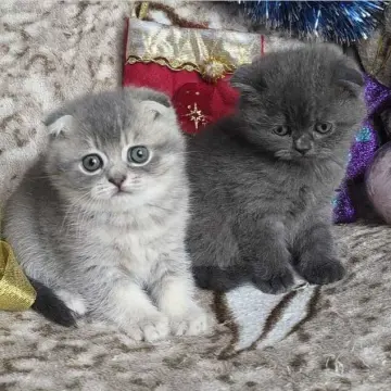 Шотландские вислоухие котята - серебристый мальчик и голубая девочка | image 3