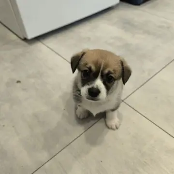 Очаровательные щенки от Корги и Джек-рассел-терьера | image 3