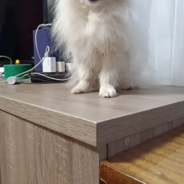 Померанский шпиц | image 2