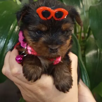 Очаровательные девочки-йорки ищут заботливых хозяев! | image 2