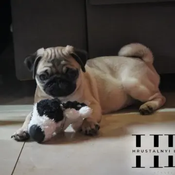 Мопс щенок из племенного питомника | image 4
