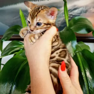 Бенгальские котята - чистокровные малыши ждут своих хозяев! | image 3