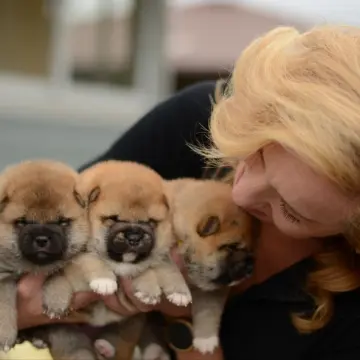 Щенки сиба-ину | image 2