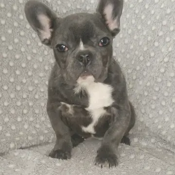 Французский бульдог, девочка. | image 2