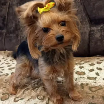 Очаровательные девочки-йорки ищут заботливых хозяев! | image 8