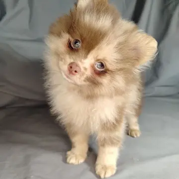 Мерле и шоколадный, щенки померанского шпица  | image 8