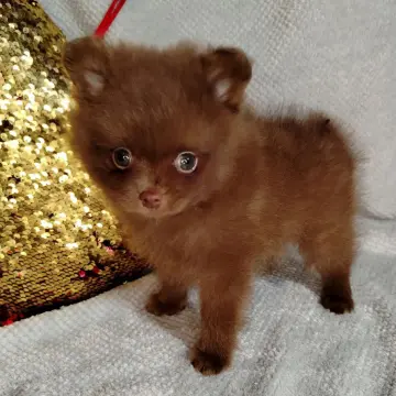 Мерле и шоколадный, щенки померанского шпица  | image 4