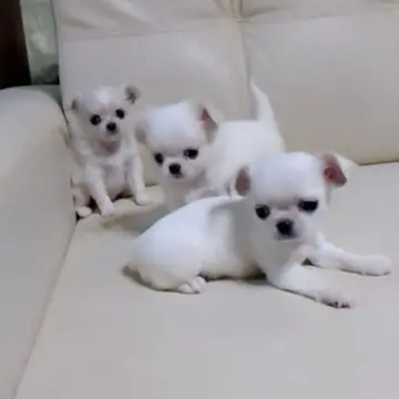 Очаровательные щенки чихуахуа