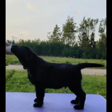 Черный лабрадор щенки | image 2