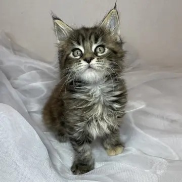 Мейн-кун бронирование  | image 3