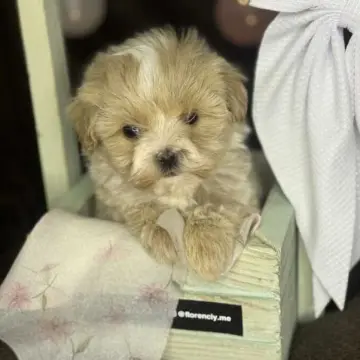 Мини мальтипу F1, очаровательные малыши | image 2