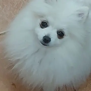 Щенок померанский шпиц. Доставка. | image 2