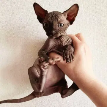 Канадский сфинкс