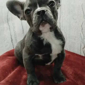 Французский бульдог девочка голубого окраса. | image 3