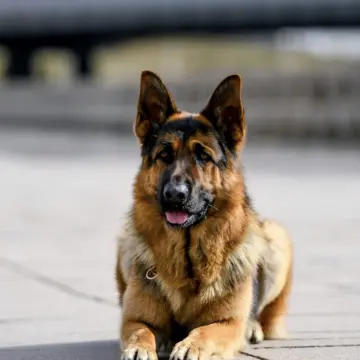 Щенок немецкой овчарки от чемпиона | image 5