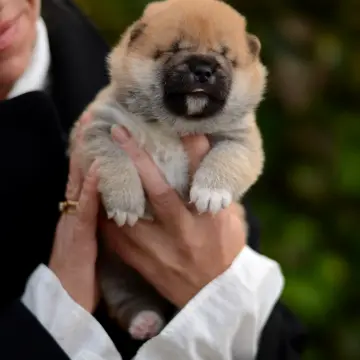 Щенки сиба-ину | image 8