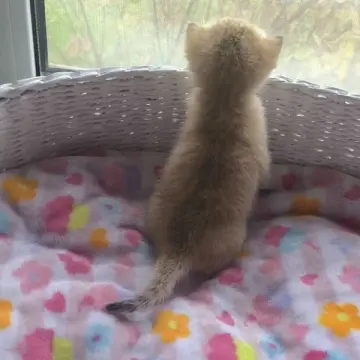 Шотландская кошка золотой шиншиллы доступна для бронирования | image 3