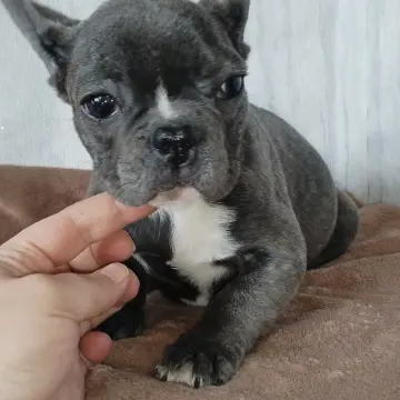Щенок французского бульдога девочка. Доставка. | image 2