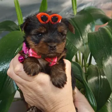 Очаровательные девочки-йорки ищут заботливых хозяев! | image 4