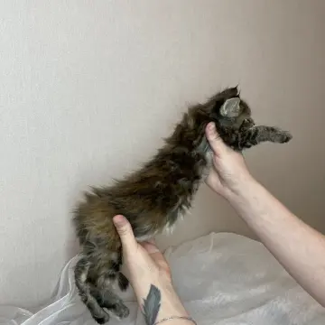 Мейн-кун бронирование  | image 5