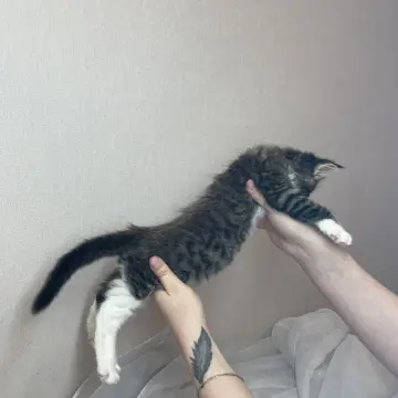 Мейн-кун бронирование  | image 4