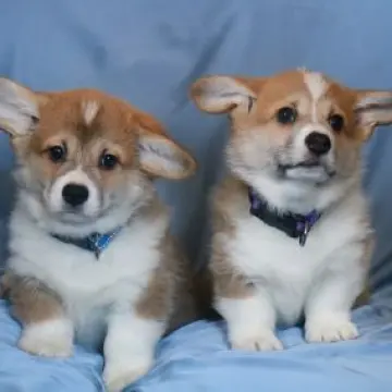 Щенки от красивой титулованной пары | image 2