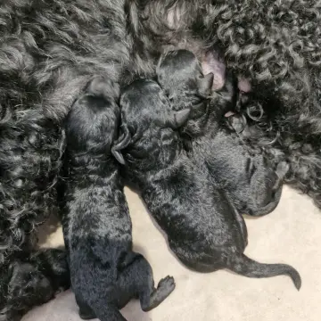малый пудель чёрного окраса щенки 