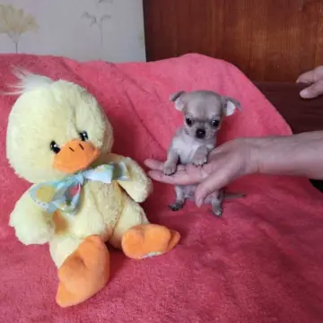 Мини чихуахуа - очаровательный малыш! | image 3
