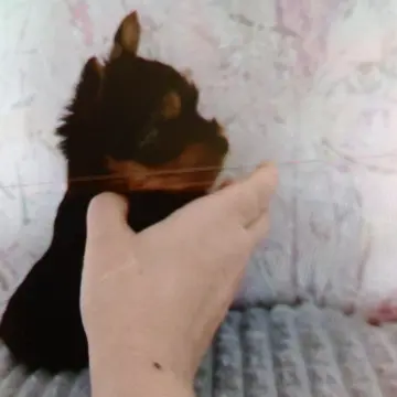 Щенки  | image 2