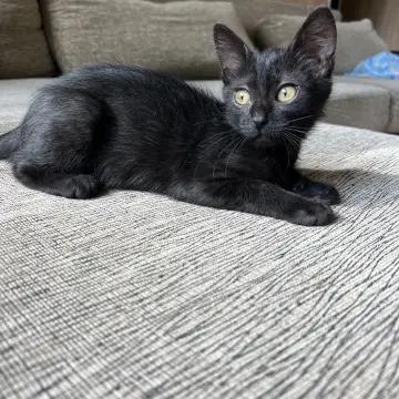 Котенок Кузя, 2 месяца  | image 5