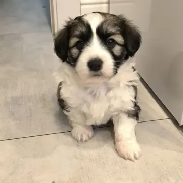 Очаровательные щенки от Корги и Джек-рассел-терьера | image 6