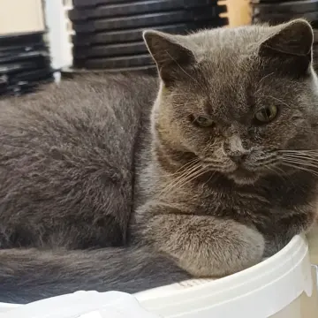 Котик красивый в дар  | image 3