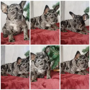 Французский бульдог 