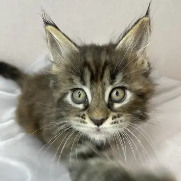 Мейн-кун бронирование  | image 4