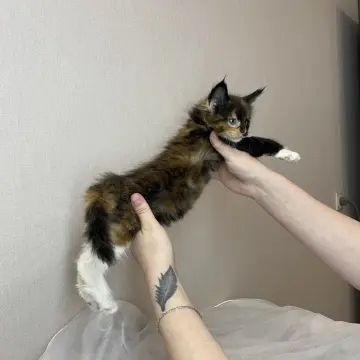 Мейн-кун бронирование  | image 4