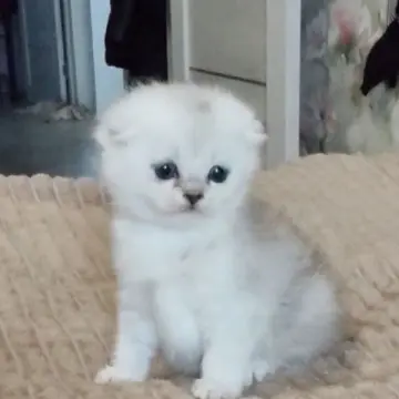 Шотландская вислоухая девочка окраса «серебристая шиншилла» | image 4