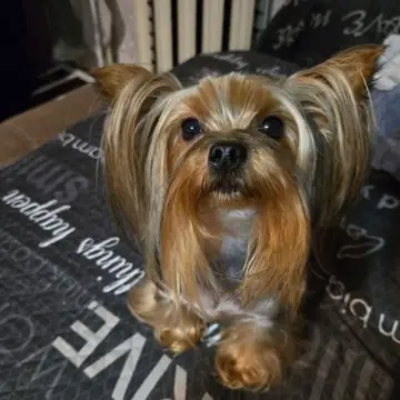 Щенки  | image 5