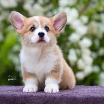 Щенки вельш корги пемброк  | image 4
