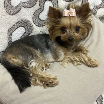 Щенки йоркширского терьера девочка и мальчик ждут свою семью | image 5