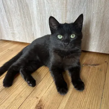Шоколадный котенок, 3,5 месяца  | image 4