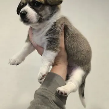 Очаровательные щенки от Корги и Джек-рассел-терьера