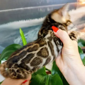 Бенгальские котята - чистокровные малыши ждут своих хозяев! | image 4