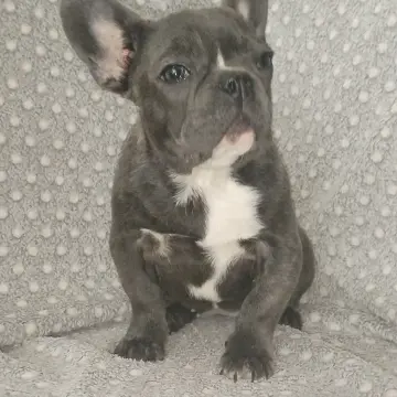 Французский бульдог, девочка. | image 3